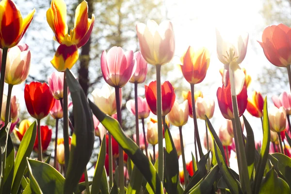 Tulipanes fondo —  Fotos de Stock