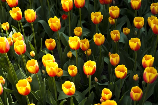 Jardín de tulipanes —  Fotos de Stock