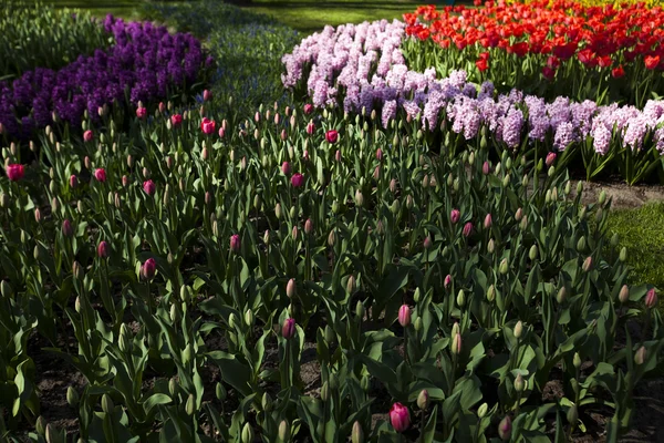 stock image Garden of tulips