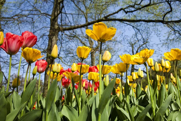 Tulipánok a kert — Stock Fotó