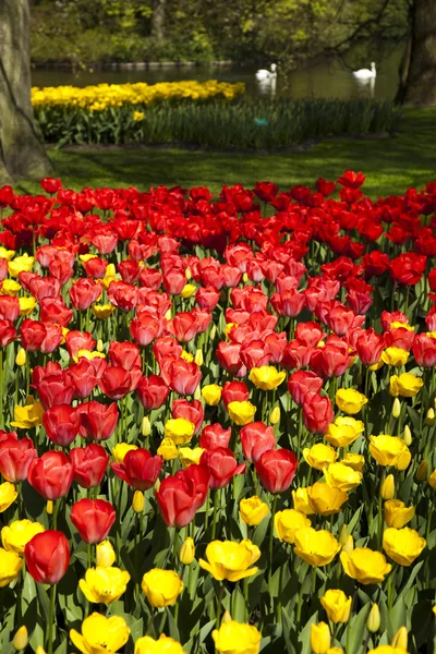 Linda tulipa primavera — Fotografia de Stock