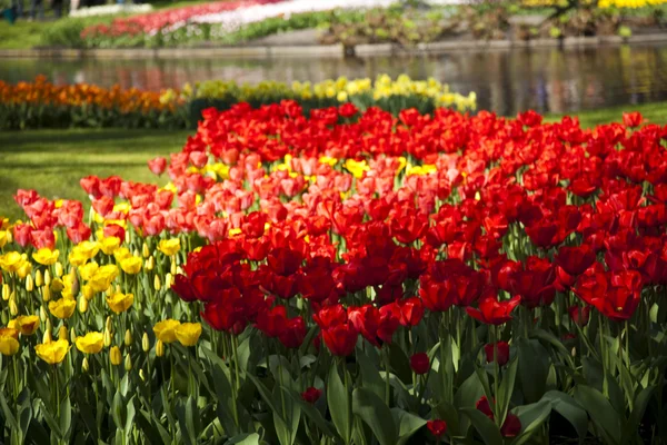 Gyönyörű tavaszi tulipán — Stock Fotó