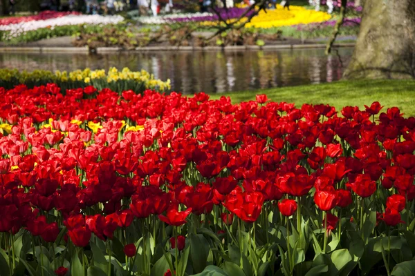 Linda tulipa primavera — Fotografia de Stock