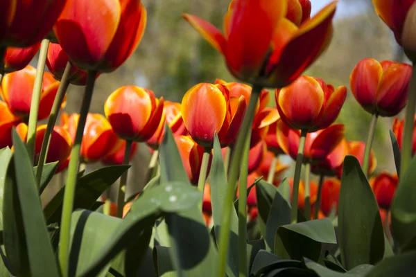 Яскрава весна tulip — стокове фото