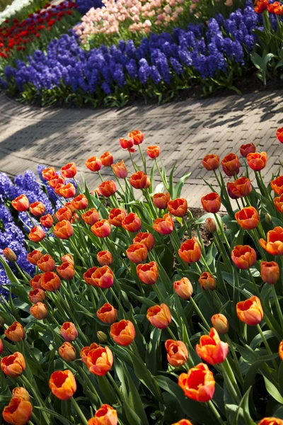 Beautiful spring tulip — Stock Photo, Image