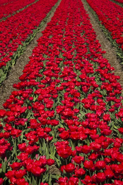 Campo di tulipani, sfondo colorato — Foto Stock
