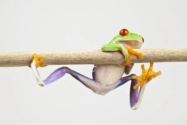 개구리, 작은 동물 레드 외 눈 박이 스톡 사진