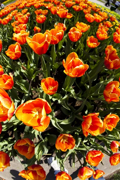 Mixed tulips Royalty Free Stock Photos