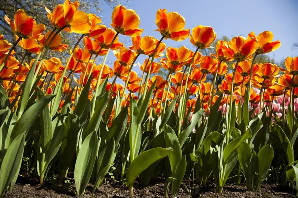Tulips, colorful background Stock Image