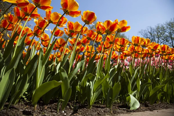 Beautiful tulips Royalty Free Stock Photos