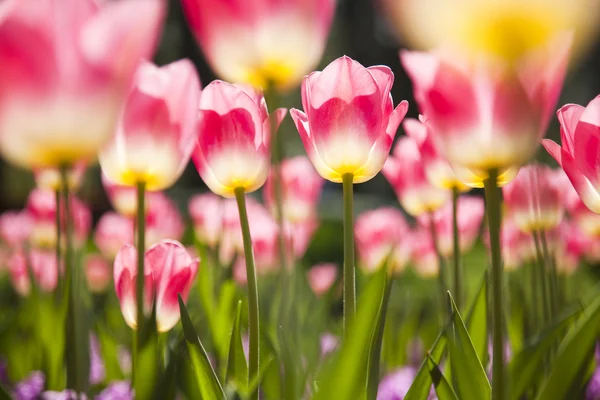 Nové krásné tulipány Stock Obrázky