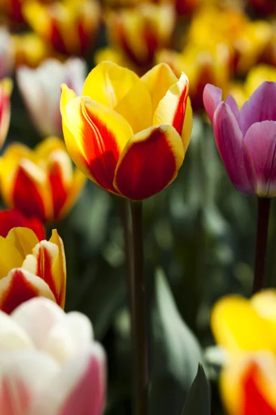 Tulipes colorées Image En Vente