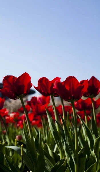 Närbild på blomman, tulip Stockbild