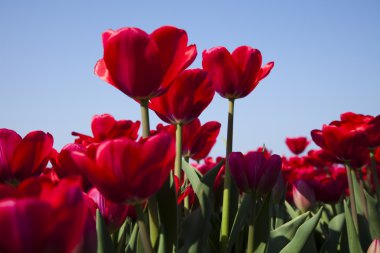 Closeup of flower, tulip clipart