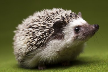 Hedgehog clipart