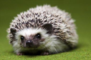 Hedgehog clipart