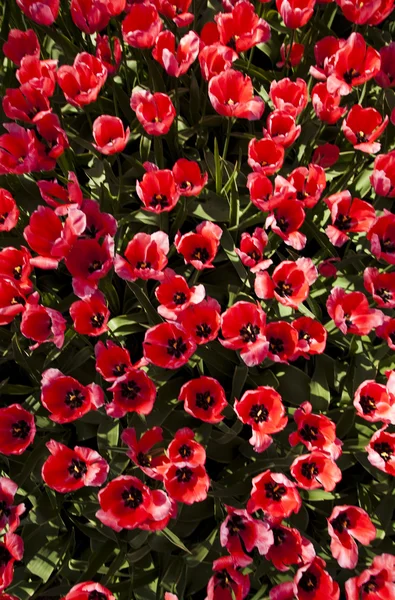 Nahaufnahme von Blume, Tulpe — Stockfoto