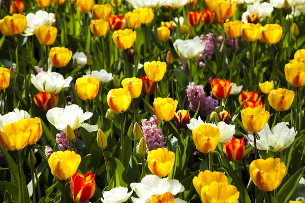 Multi-кольоровий тюльпани — стокове фото