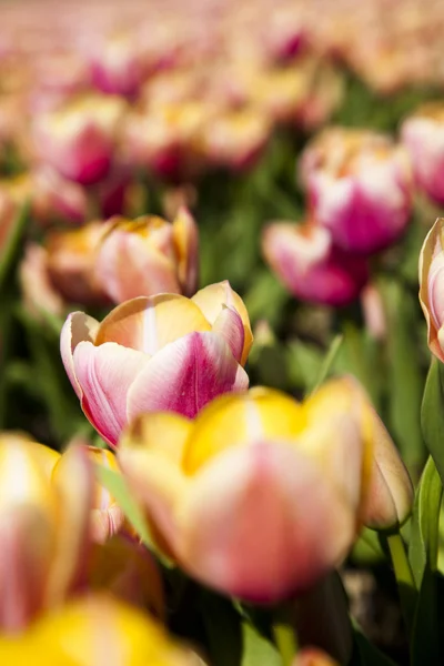 Gros plan de fleur, tulipe — Photo