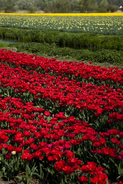 Gebied van tulpen, kleurrijke achtergrond — Stockfoto
