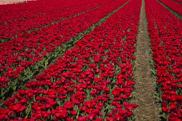 Pole tulipanów, kolorowe tło — Zdjęcie stockowe