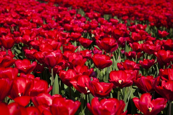 Field of tulips, colorful background — Stock Photo, Image