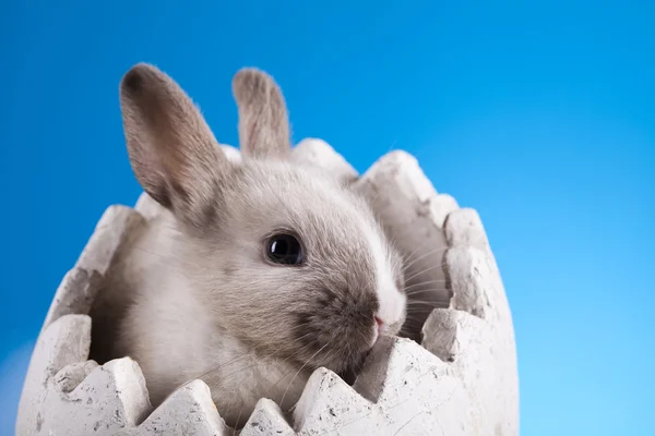 Påsk, bunny med blå bakgrund — Stockfoto