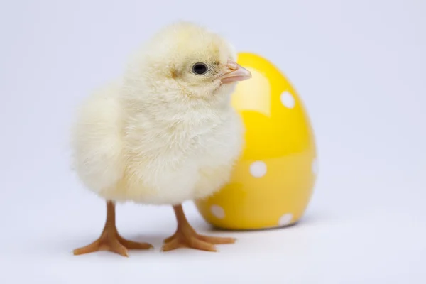 A csaj és a tojás — Stock Fotó