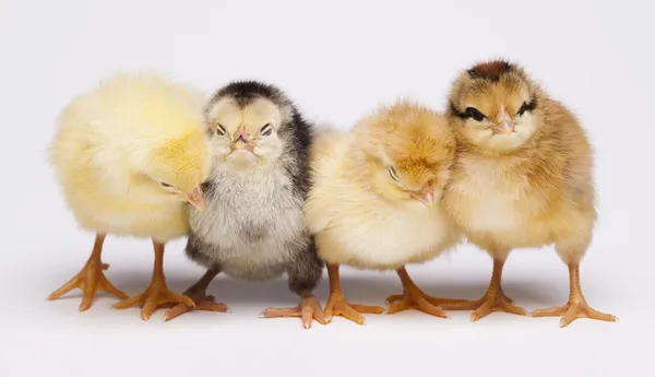 Kycklingar — Stockfoto