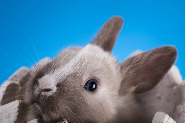 Pascua, El conejo con un fondo azul —  Fotos de Stock