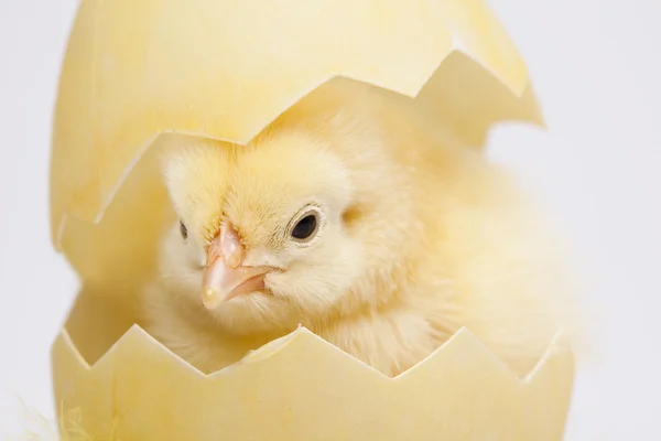A csaj és a tojás — Stock Fotó