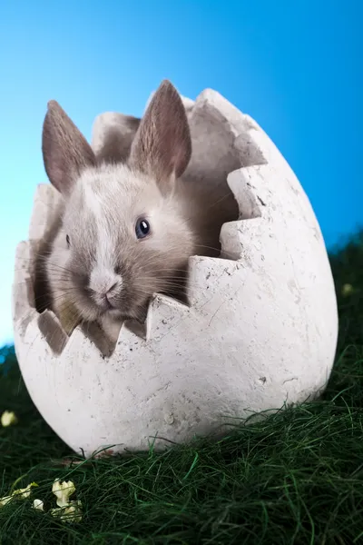 复活节兔子的蓝色背景 — 图库照片