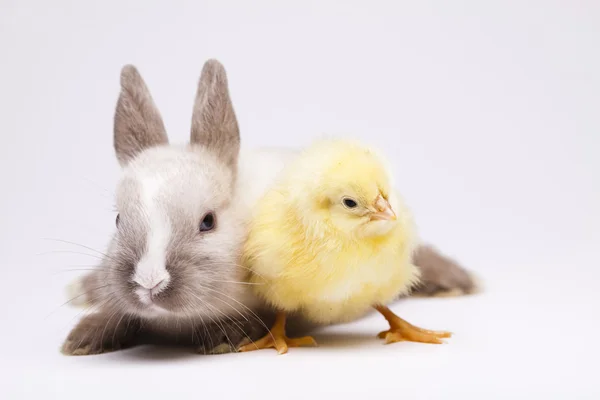 Conejito de Pascua sobre fondo blanco de pollo —  Fotos de Stock