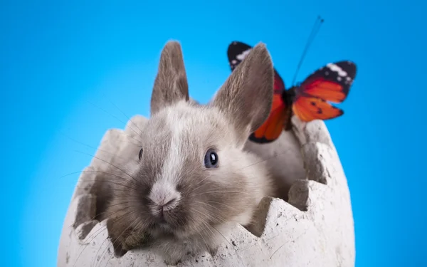 stock image Easter, The bunny with a blue background