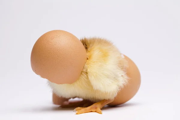 Brud och ägg — Stockfoto