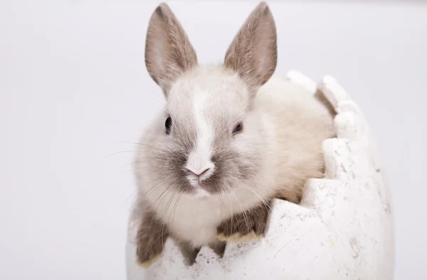 Ein Kaninchen isoliert weißen Hintergrund — Stockfoto