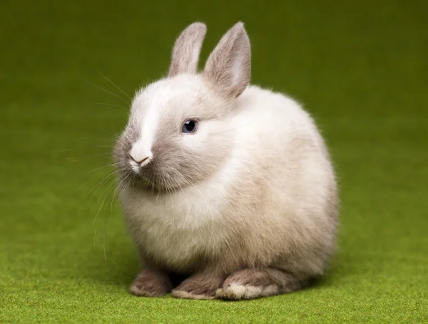 Yeşil renkli ve tavşan — Stok fotoğraf