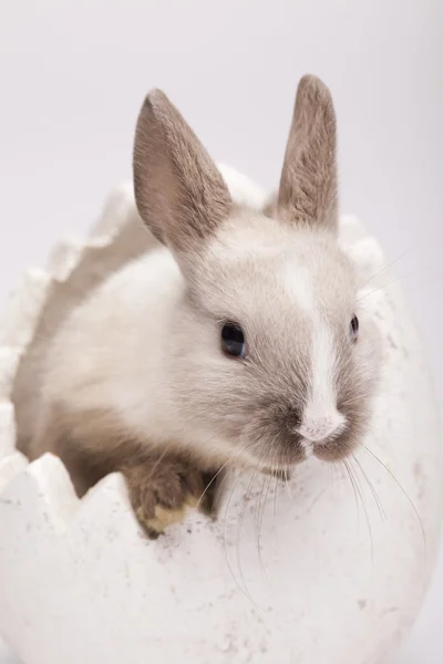 Coniglio su bianco — Foto Stock
