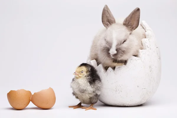 Little chick on rabbit on white — Stock Photo, Image