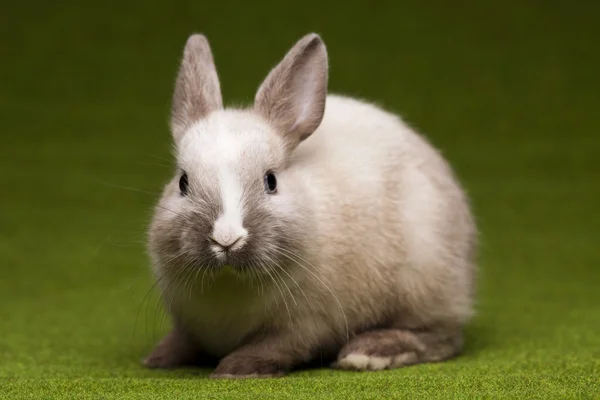 緑の背景とウサギ — ストック写真