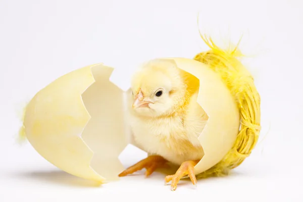 Vrolijk Pasen, kuiken — Stockfoto