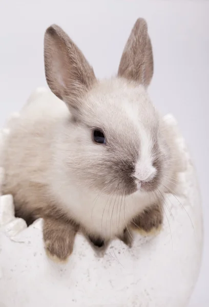 Conejo en blanco — Foto de Stock