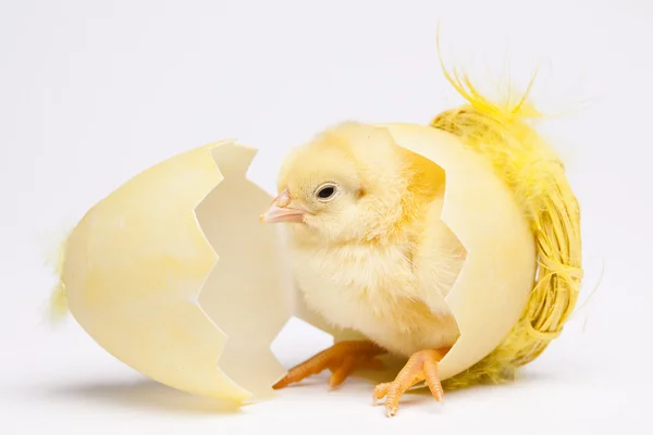 Vrolijk Pasen, kuiken — Stockfoto