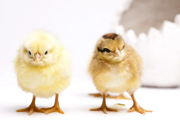 Feliz Páscoa, Chick. — Fotografia de Stock