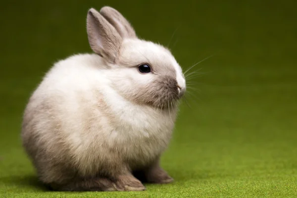 Зеленый фон и кролик — стоковое фото