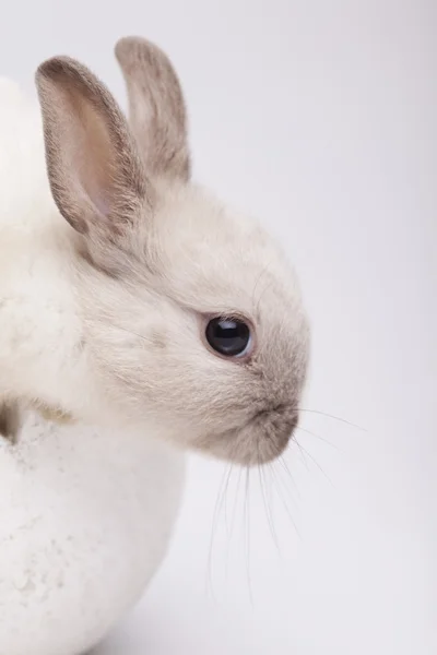 Kanin på vit — Stockfoto