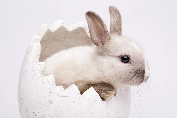 Conejo en blanco — Foto de Stock