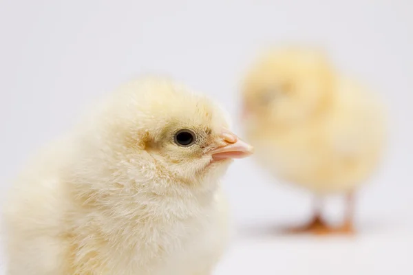 Happy Easter, Chick — Stock Photo, Image