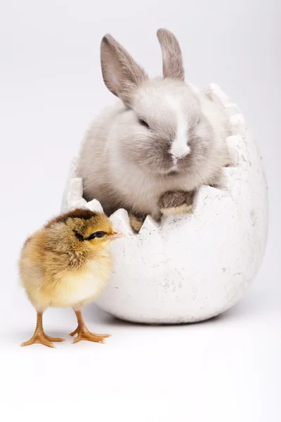 Lilla ungen på kanin på vit — Stockfoto