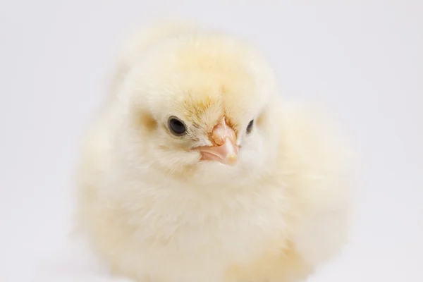Щасливої Пасхи, курча — стокове фото